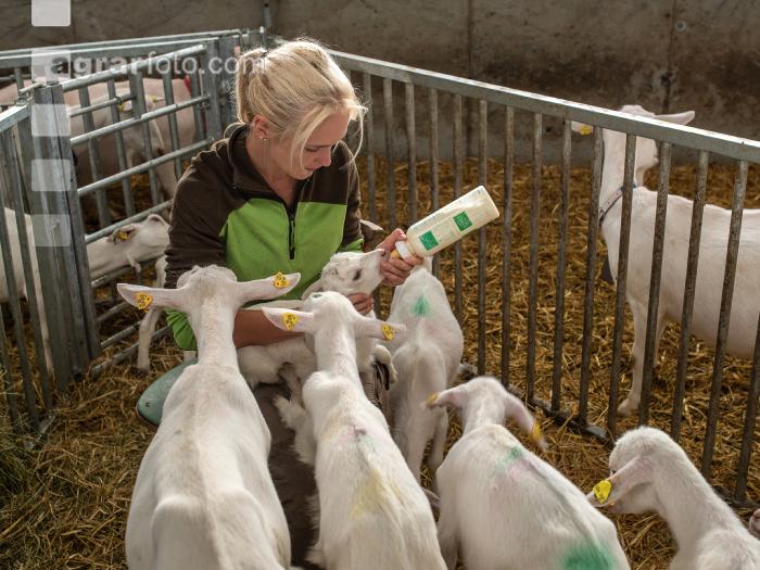 Ziegenkitze Fütterung 6