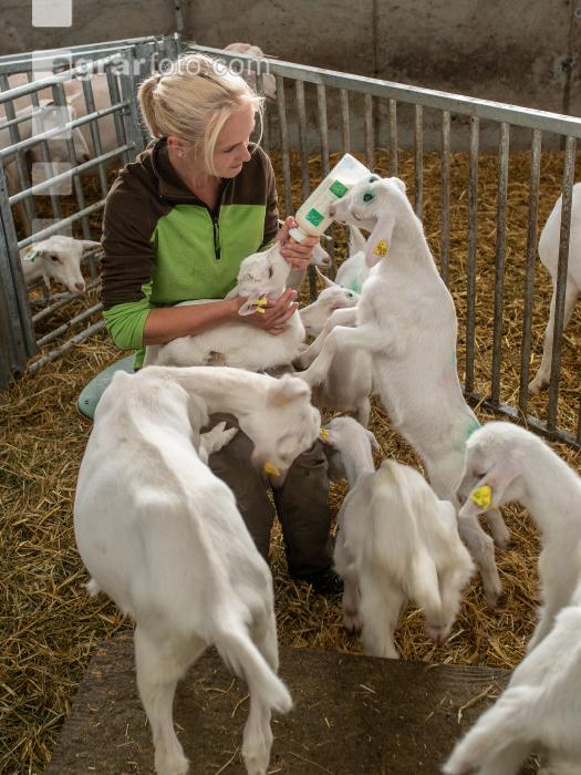 Ziegenkitze Fütterung 5