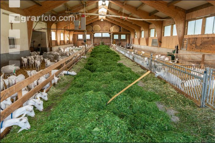 Milchziegen Grünfütterung 19