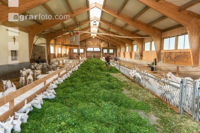 Milchziegen Grünfütterung 13