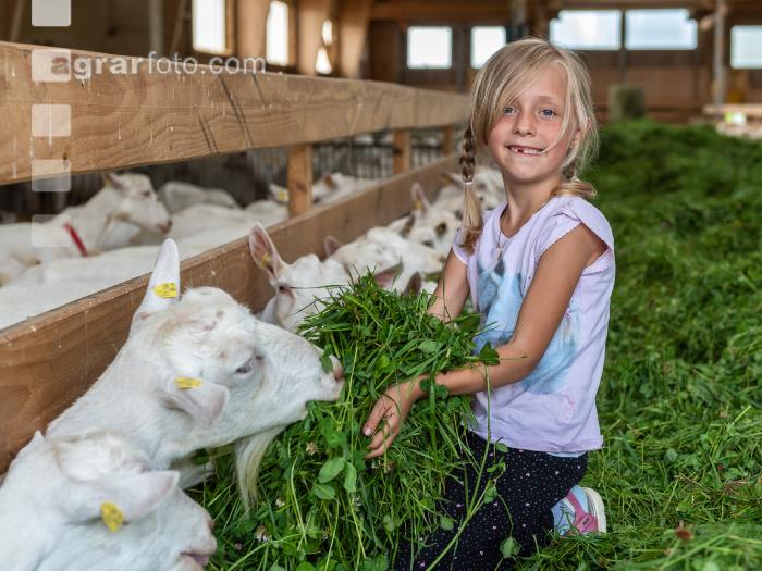 Milchziegen Grünfütterung 5
