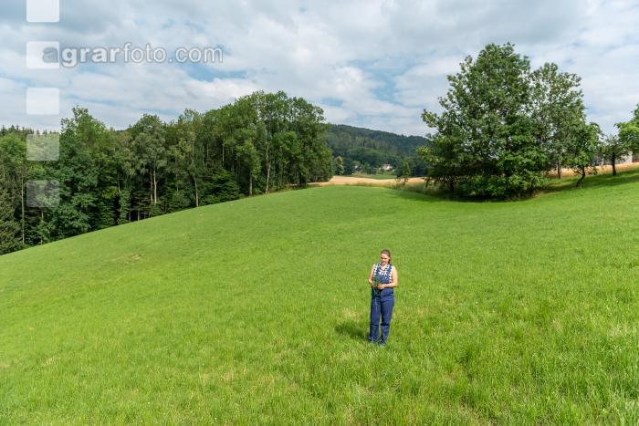 Dauerwiese im Juni 1