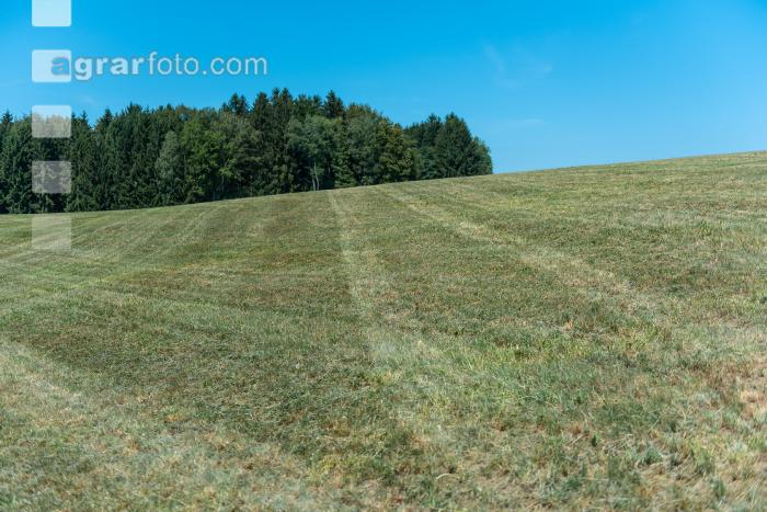 Dürre auf Dauerwiese 17