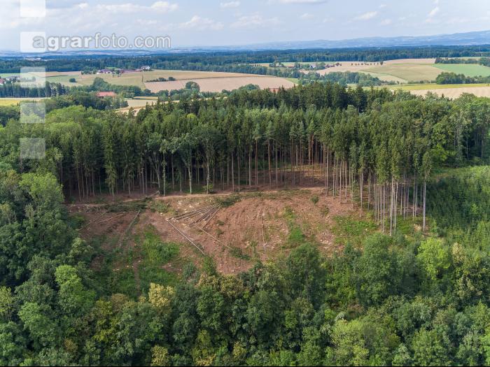 Kahlschlag nach Borkenkäfer 3