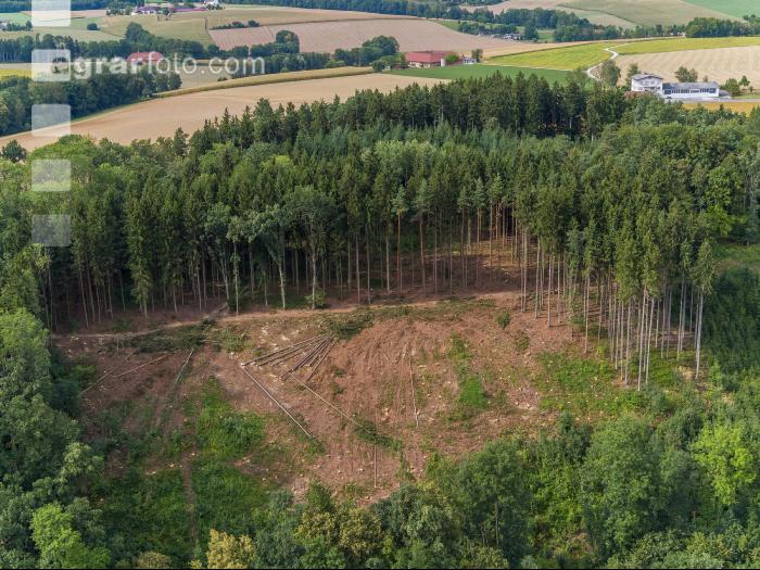 Kahlschlag nach Borkenkäfer 2