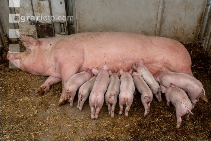 Biol. Schweinehaltung 116