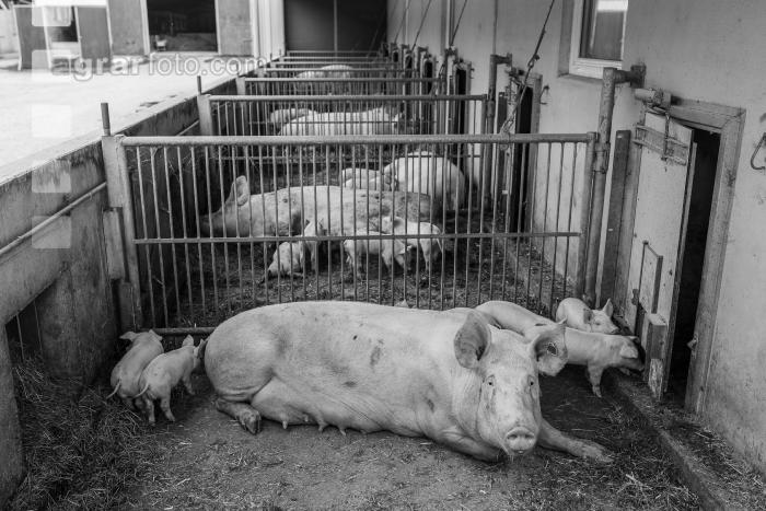 Biol. Schweinehaltung 115