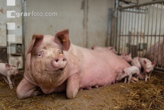 Biol. Schweinehaltung 114
