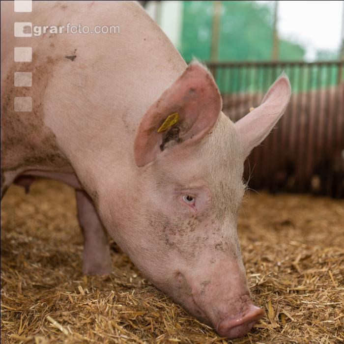 Biol. Schweinehaltung 108