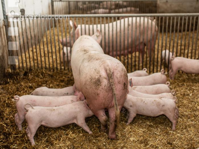 Biol. Schweinehaltung 107