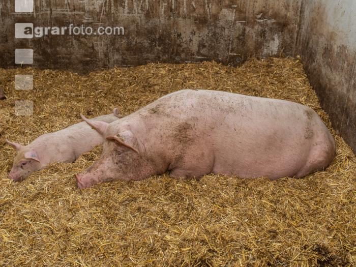 Biol. Schweinehaltung 101