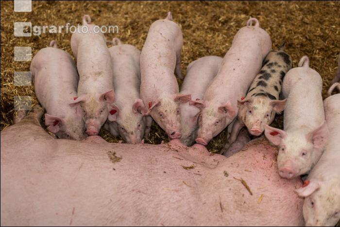 Biologische Schweinehaltung 99