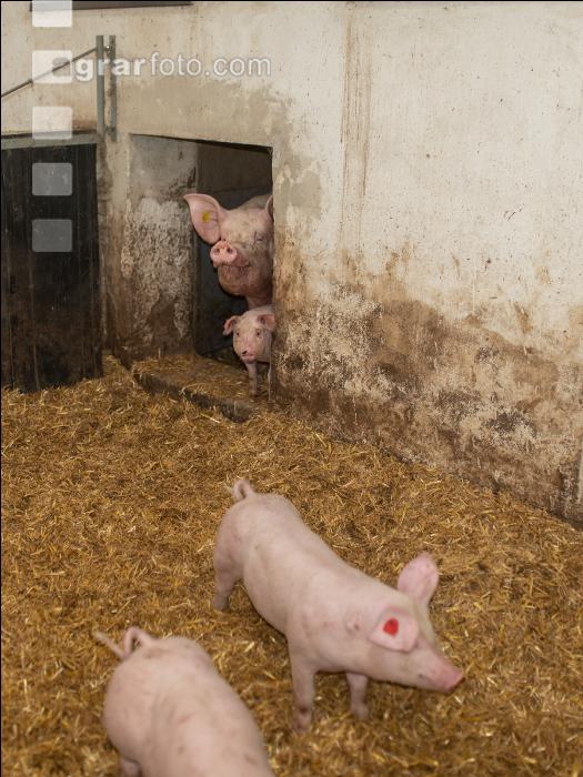 Biologische Schweinehaltung 98