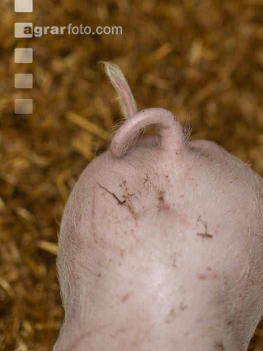 Biologische Schweinehaltung 97