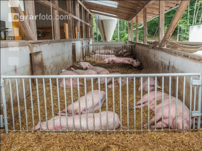 Biologische Schweinehaltung 94
