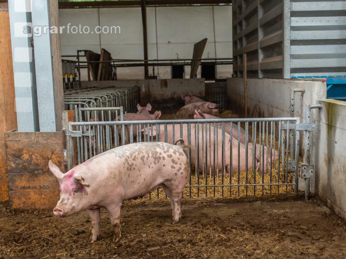 Biologische Schweinehaltung 91