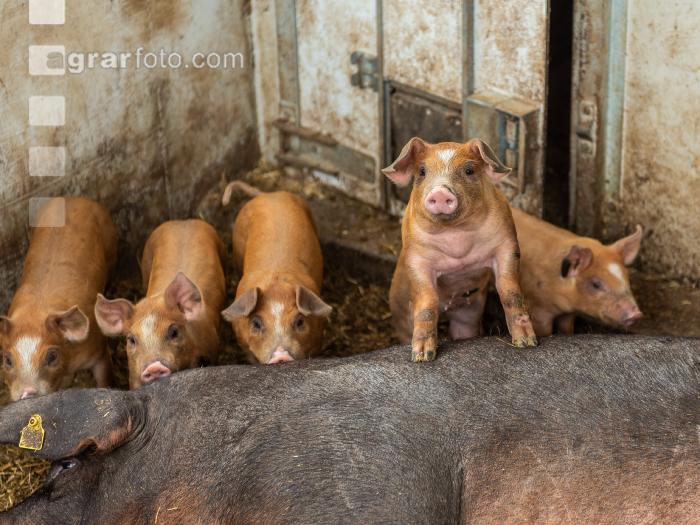 Biologische Schweinehaltung 90