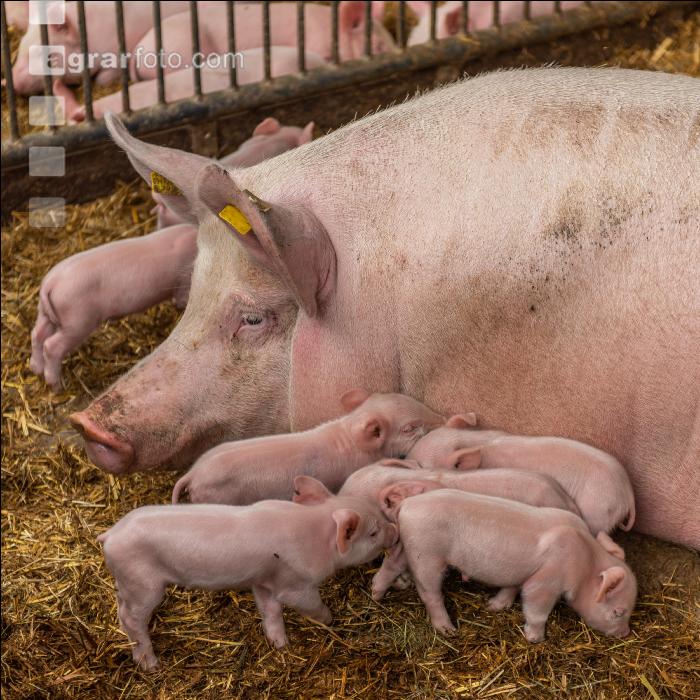 Biologische Schweinehaltung 88