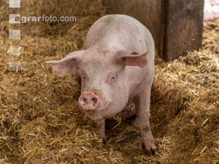 Biologische Schweinehaltung 85