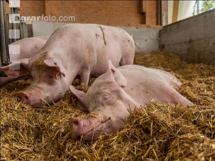 Biologische Schweinehaltung 84
