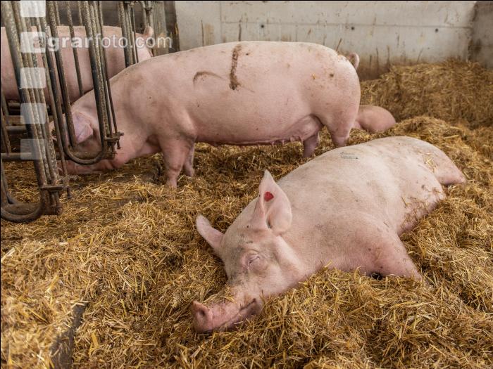 Biologische Schweinehaltung 83