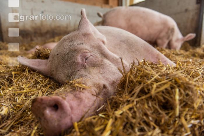 Biologische Schweinehaltung 82