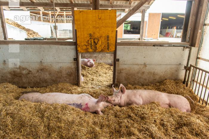 Biologische Schweinehaltung 81