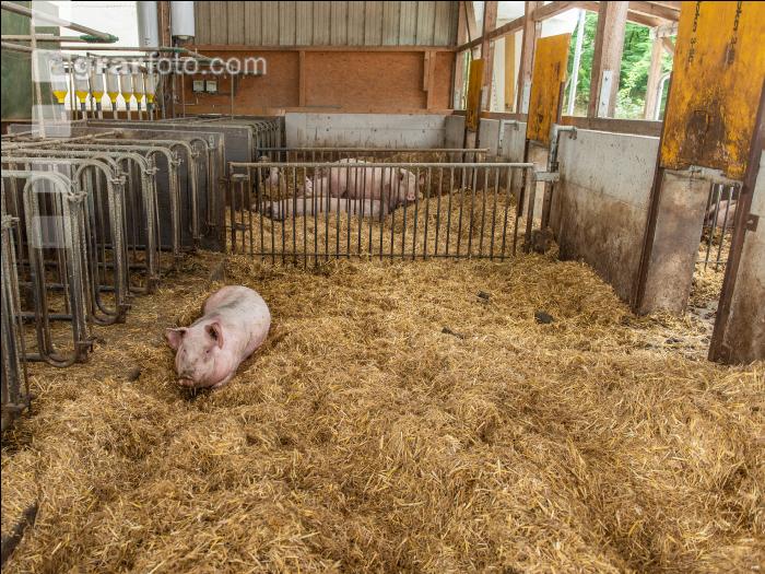 Biologische Schweinehaltung 80