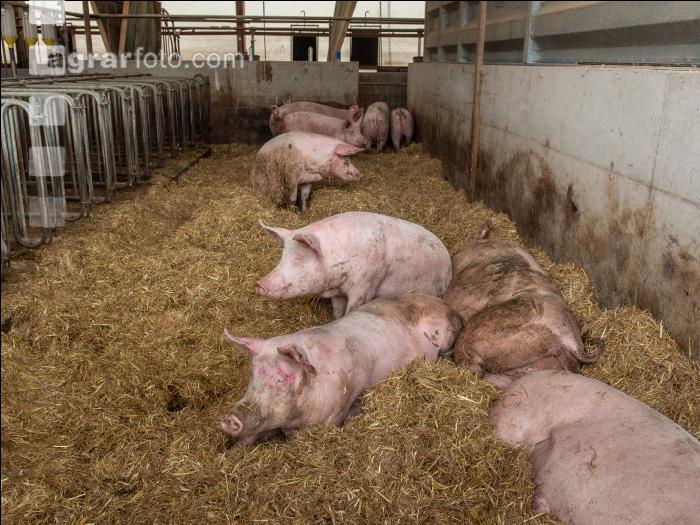 Biologische Schweinehaltung 76