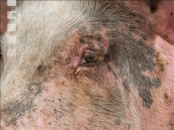 Biologische Schweinehaltung 75