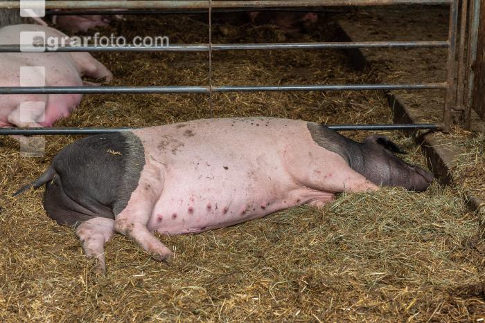 Biologische Schweinehaltung 74