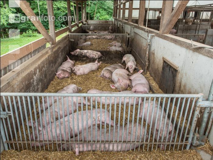Biologische Schweinehaltung 73