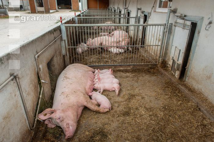 Biologische Schweinehaltung 72