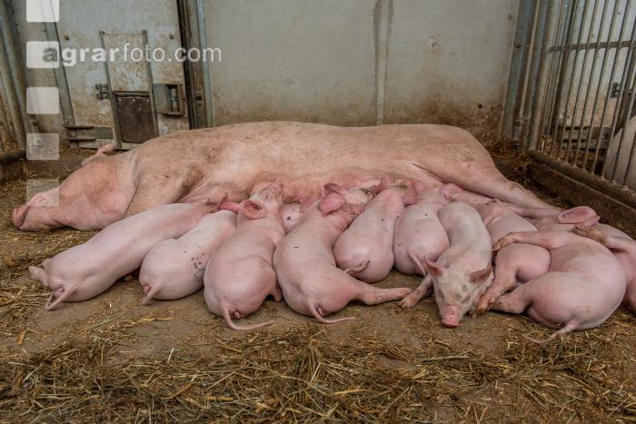 Biologische Schweinehaltung 71