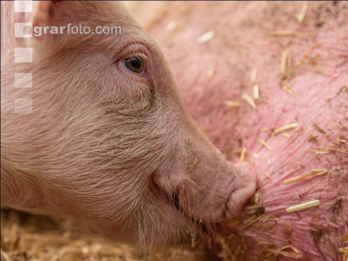 Biologische Schweinehaltung 68