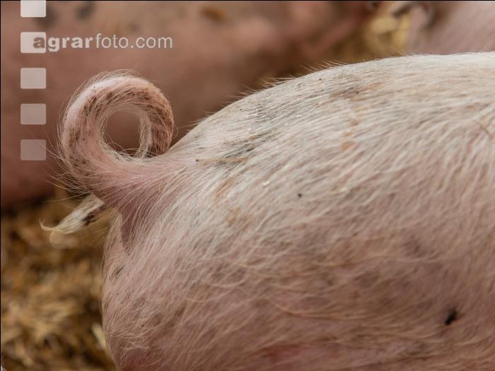 Biologische Schweinehaltung 67