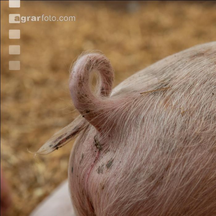 Biologische Schweinehaltung 66