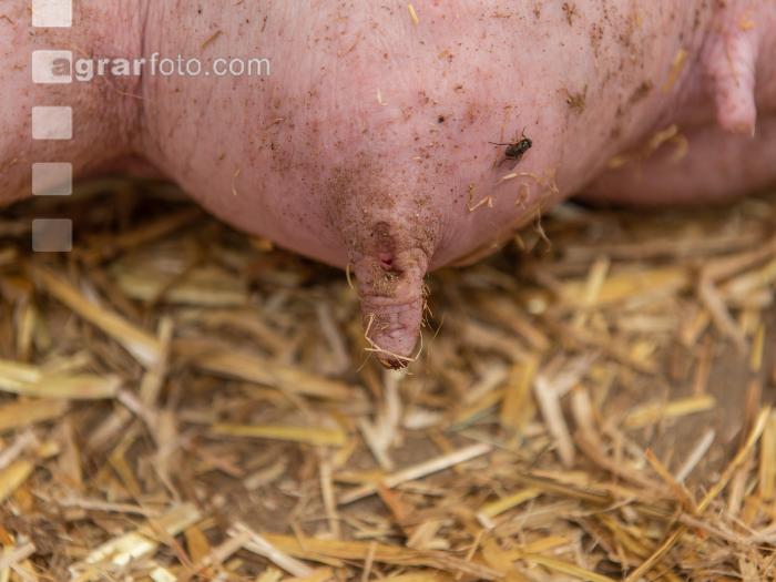 Biologische Schweinehaltung 64
