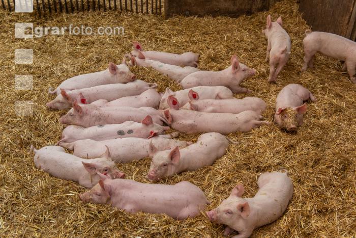 Biologische Schweinehaltung 63