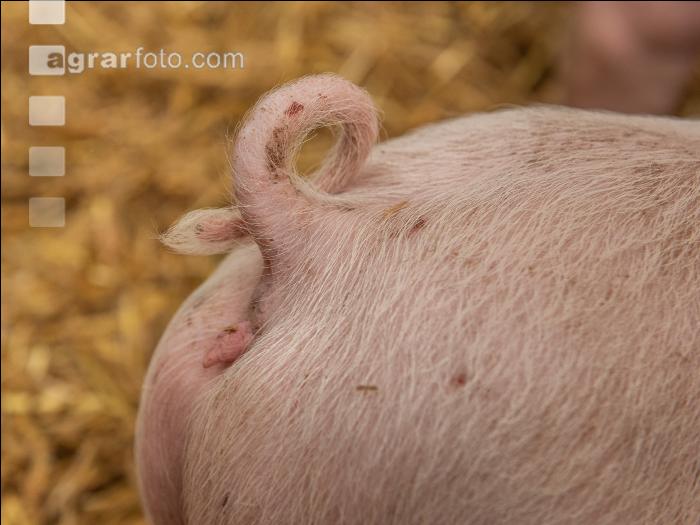 Biologische Schweinehaltung 61