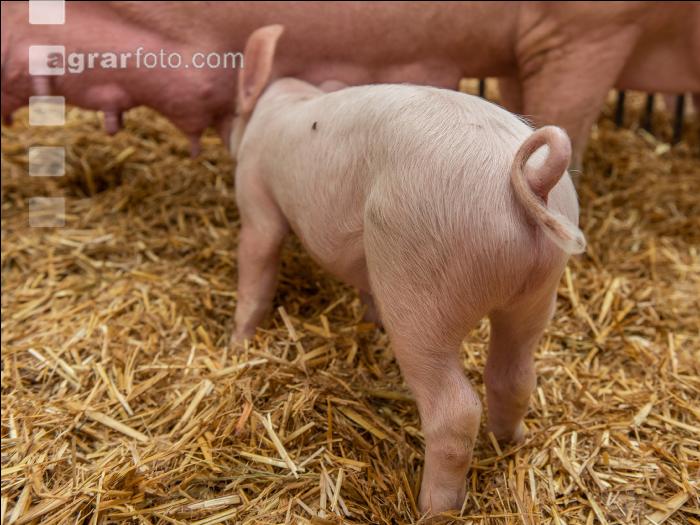Biologische Schweinehaltung 60
