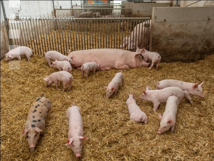 Biologische Schweinehaltung 59