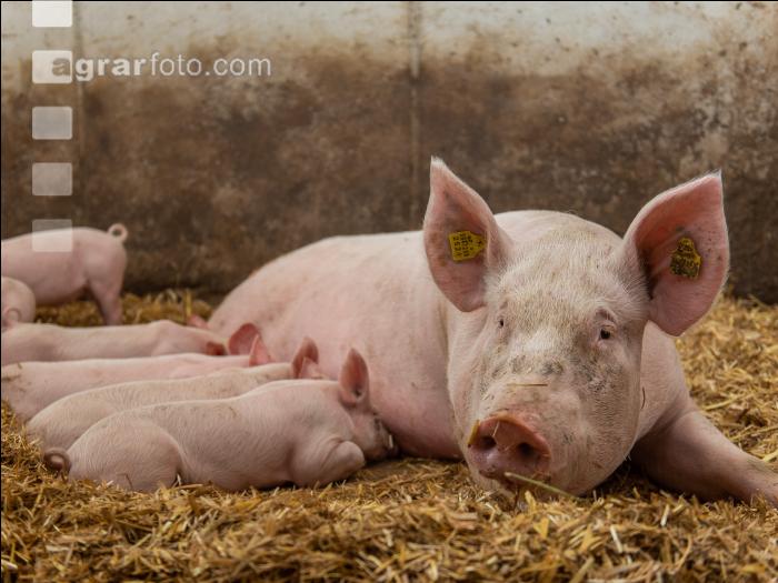 Biologische Schweinehaltung 57