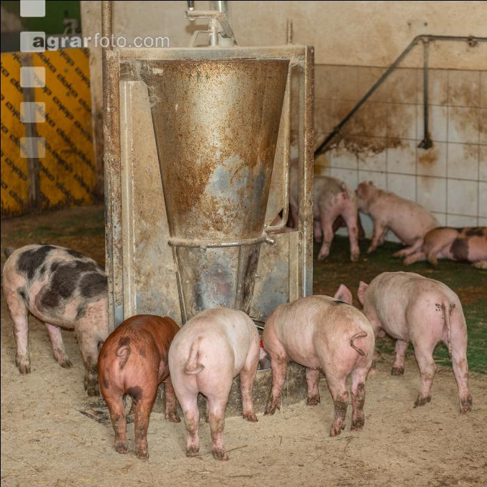 Biologische Schweinehaltung 56