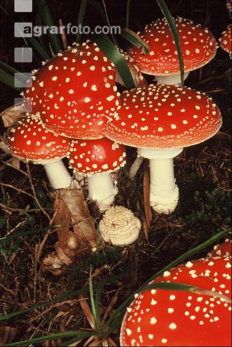 Fliegenpilz 3