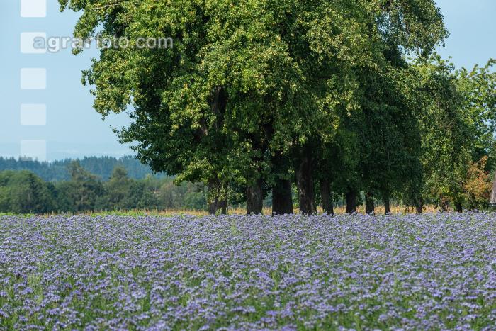 Phacelia Blüte 20
