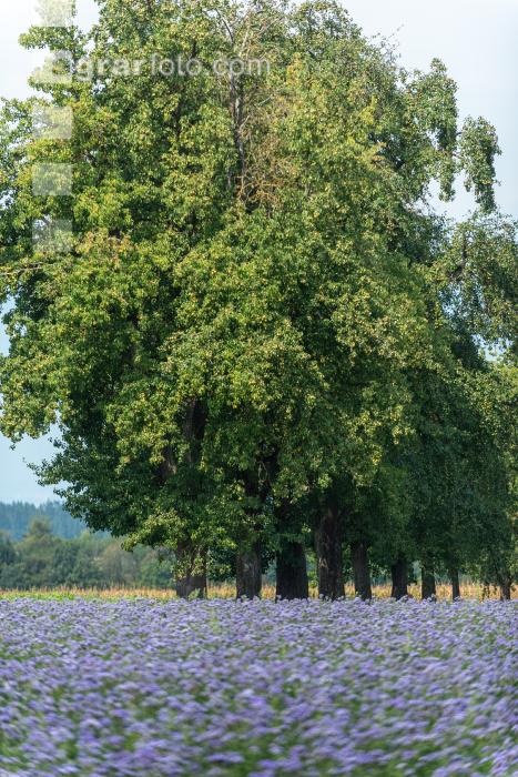 Phacelia Blüte 19