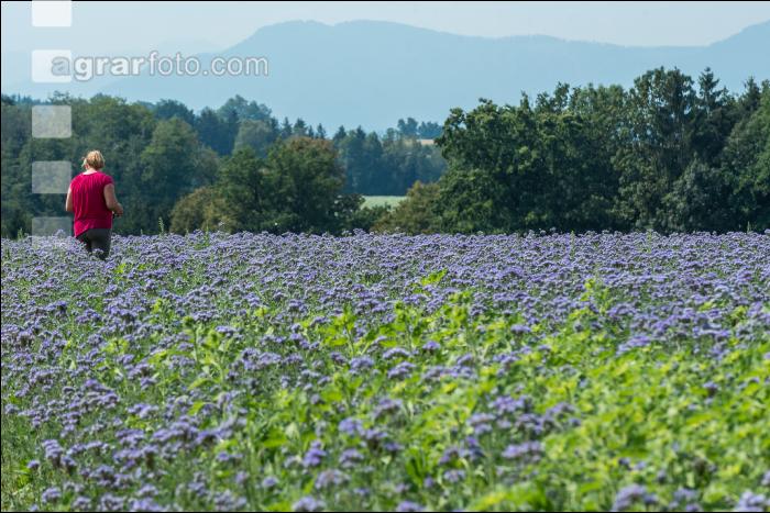 Phacelia Blüte 16