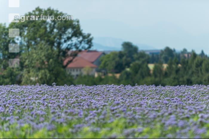 Phacelia Blüte 15