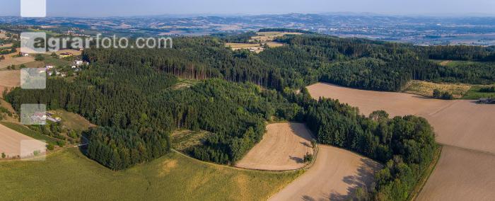 Aufforstung nach Käfer 3